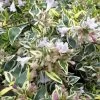 Lemon Lime Dwarf Abelia - 3 Gallon Pot -Garden & Outdoor Sale Shop abelia hopleys 1 500x750 1