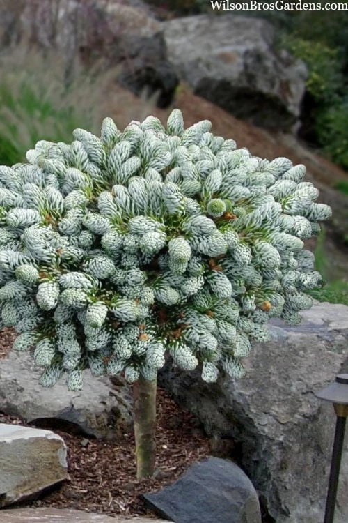 Ice Breaker Korean Fir (Single Trunk Topiary) - 1 Gallon Pot 3 Ice Breaker Korean Fir (Single Trunk Topiary) - 1 Gallon Pot