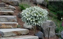 Ice Breaker Korean Fir (Single Trunk Topiary) - 3 Gallon Pot 11 Ice Breaker Korean Fir (Single Trunk Topiary) - 3 Gallon Pot -Garden & Outdoor Sale Shop abies koreana kouhouts ice breaker korean fir 2 1