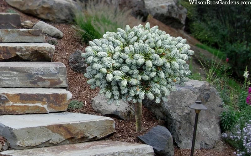 Ice Breaker Korean Fir (Single Trunk Topiary) - 3 Gallon Pot 7 Ice Breaker Korean Fir (Single Trunk Topiary) - 3 Gallon Pot - Image 5