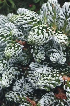 Ice Breaker Korean Fir (Single Trunk Topiary) - 2 Gallon Pot -Garden & Outdoor Sale Shop abies koreana kouhouts ice breaker korean fir 3