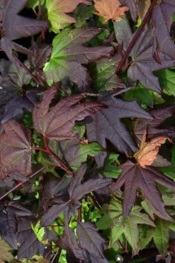 Burgundy Jewel Vine Maple (Acer Circinatum) - 5 Gallon Pot -Garden & Outdoor Sale Shop acer circinatum burgundy jewel vine maple 4