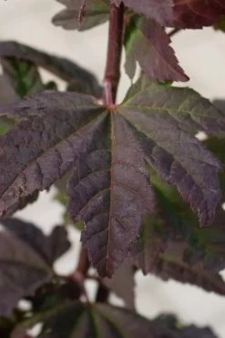Burgundy Jewel Vine Maple (Acer Circinatum) - 5 Gallon Pot -Garden & Outdoor Sale Shop acer circinatum burgundy jewel vine maple 5