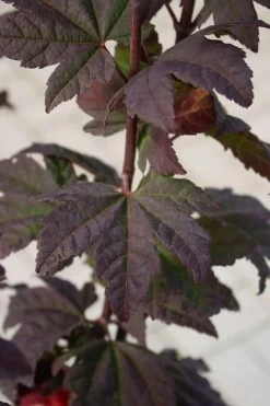Burgundy Jewel Vine Maple (Acer Circinatum) - 5 Gallon Pot -Garden & Outdoor Sale Shop acer circinatum burgundy jewel vine maple 6