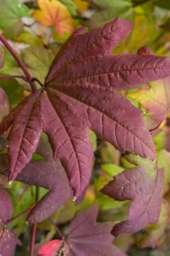 Burgundy Jewel Vine Maple (Acer Circinatum) - 5 Gallon Pot -Garden & Outdoor Sale Shop acer circinatum burgundy jewel vine maple 7