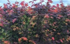 Burgundy Jewel Vine Maple (Acer Circinatum) - 5 Gallon Pot -Garden & Outdoor Sale Shop acer circinatum burgundy jewel vine maple 8