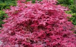 'Beni Maiko' Red Dancing Girl Japanese Maple - 2 Gallon Pot -Garden & Outdoor Sale Shop acer palmatum beni maiko japanese maple 2