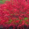 'Beni Maiko' Red Dancing Girl Japanese Maple - 2 Gallon Pot -Garden & Outdoor Sale Shop acer palmatum beni maiko japanese maple 4