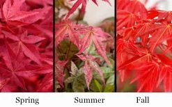 'Beni Maiko' Red Dancing Girl Japanese Maple - 2 Gallon Pot -Garden & Outdoor Sale Shop acer palmatum beni maiko japanese maple 5