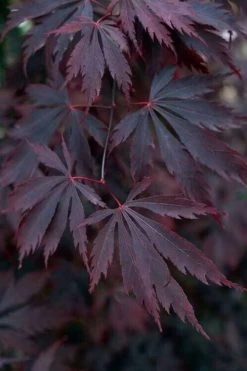 Black Lace Japanese Maple - 6 Gallon Pot -Garden & Outdoor Sale Shop acer palmatum black lace japanese maple 1
