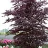 Black Lace Japanese Maple - 6 Gallon Pot -Garden & Outdoor Sale Shop acer palmatum black lace japanese maple 2