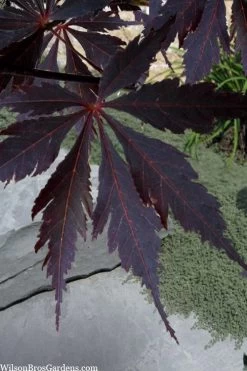 Black Lace Japanese Maple - 6 Gallon Pot -Garden & Outdoor Sale Shop acer palmatum black lace japanese maple 3