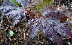 Black Lace Japanese Maple - 6 Gallon Pot -Garden & Outdoor Sale Shop acer palmatum black lace japanese maple 4