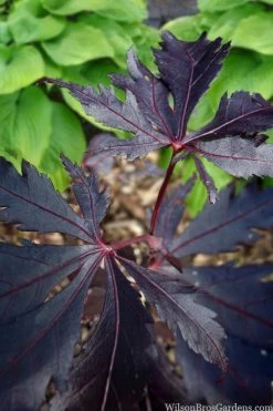Black Lace Japanese Maple - 6 Gallon Pot -Garden & Outdoor Sale Shop acer palmatum black lace japanese maple 5