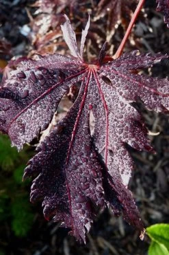Black Lace Japanese Maple - 6 Gallon Pot -Garden & Outdoor Sale Shop acer palmatum black lace japanese maple 7