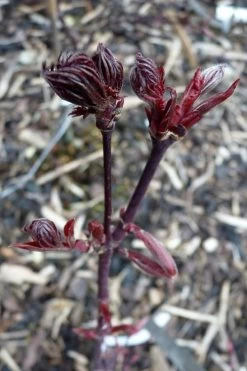 Black Lace Japanese Maple - 6 Gallon Pot -Garden & Outdoor Sale Shop acer palmatum black lace japanese maple 8