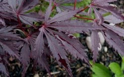 Black Lace Japanese Maple - 6 Gallon Pot -Garden & Outdoor Sale Shop acer palmatum black lace japanese maple 9
