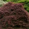 Crimson Queen Dwarf Japanese Maple - 2 Gallon Pot 1 Crimson Queen Dwarf Japanese Maple - 2 Gallon Pot -Garden & Outdoor Sale Shop acer palmatum dissectum crimson queen low graft shrub form 1
