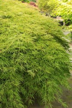 Otto's Dissectum Japanese Maple (Acer Palmatum) - 5 Gallon Pot -Garden & Outdoor Sale Shop acer palmatum dissectum ottos japanese maple 1