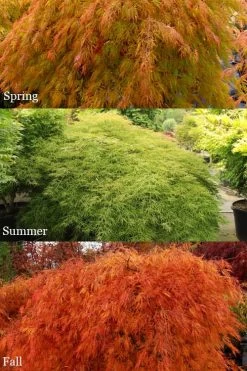Otto's Dissectum Japanese Maple (Acer Palmatum) - 5 Gallon Pot -Garden & Outdoor Sale Shop acer palmatum dissectum ottos japanese maple 2