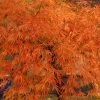 Otto's Dissectum Japanese Maple (Acer Palmatum) - 5 Gallon Pot