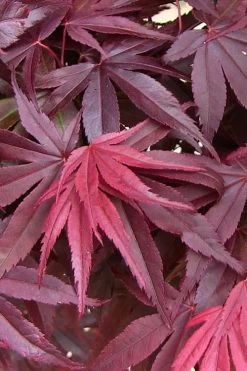Emperor 1 Japanese Maple - 2 Gallon Pot 13 Emperor 1 Japanese Maple - 2 Gallon Pot -Garden & Outdoor Sale Shop acer palmatum emperor 1 japanese maple 20