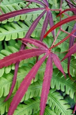 Filifera Purpurea Japanese Maple - 3 Gallon Pot -Garden & Outdoor Sale Shop acer palmatum filifera purpurea 1