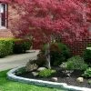 Filifera Purpurea Japanese Maple - 3 Gallon Pot -Garden & Outdoor Sale Shop acer palmatum filifera purpurea 2
