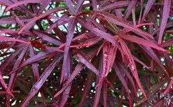 Filifera Purpurea Japanese Maple - 3 Gallon Pot -Garden & Outdoor Sale Shop acer palmatum filifera purpurea 3