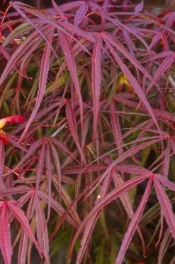 Filifera Purpurea Japanese Maple - 3 Gallon Pot -Garden & Outdoor Sale Shop acer palmatum filifera purpurea 5