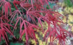 Filifera Purpurea Japanese Maple - 3 Gallon Pot -Garden & Outdoor Sale Shop acer palmatum filifera purpurea 6
