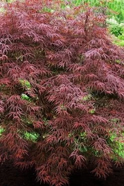 Filifera Purpurea Japanese Maple - 3 Gallon Pot -Garden & Outdoor Sale Shop acer palmatum filifera purpurea 7