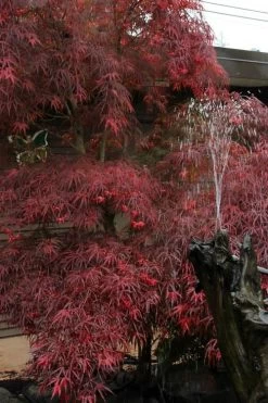 Filifera Purpurea Japanese Maple - 3 Gallon Pot -Garden & Outdoor Sale Shop acer palmatum filifera purpurea 8