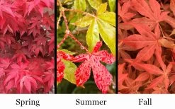 Gable's Glory Chameleon Japanese Maple - 3 Gallon Pot -Garden & Outdoor Sale Shop acer palmatum gables glory japanese maple 1