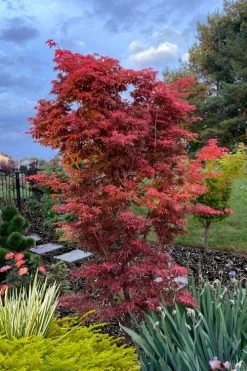Gable's Glory Chameleon Japanese Maple - 3 Gallon Pot -Garden & Outdoor Sale Shop acer palmatum gables glory japanese maple 6