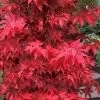 Gable's Glory Chameleon Japanese Maple - 3 Gallon Pot
