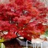 Glowing Embers Japanese Maple - 7 Gallon Pot (5-6') 2 Glowing Embers Japanese Maple - 7 Gallon Pot (5-6') -Garden & Outdoor Sale Shop acer palmatum glowing embers japanese maple 20