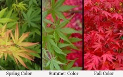 Glowing Embers Japanese Maple - 7 Gallon Pot (5-6') -Garden & Outdoor Sale Shop acer palmatum glowing embers japanese maple 21