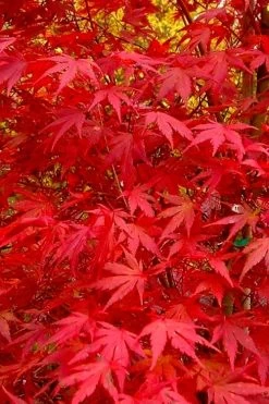 Glowing Embers Japanese Maple - 7 Gallon Pot (5-6') -Garden & Outdoor Sale Shop acer palmatum glowing embers japanese maple 22