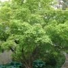 Green Leaf Japanese Maple (Acer Palmatum) - 5 Gallon Pot -Garden & Outdoor Sale Shop acer palmatum green leaf japanese maple 1