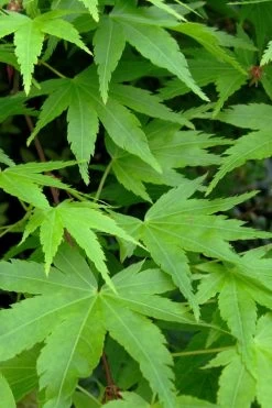 Green Leaf Japanese Maple (Acer Palmatum) - 5 Gallon Pot -Garden & Outdoor Sale Shop acer palmatum green leaf japanese maple 2