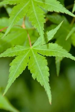 Green Leaf Japanese Maple (Acer Palmatum) - 5 Gallon Pot -Garden & Outdoor Sale Shop acer palmatum green leaf japanese maple 4