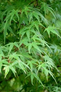 Green Leaf Japanese Maple (Acer Palmatum) - 5 Gallon Pot -Garden & Outdoor Sale Shop acer palmatum green leaf japanese maple 5