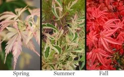 Hana Tsukasa Japanese Maple - 3 Gallon Pot (2-3') -Garden & Outdoor Sale Shop acer palmatum hana tsukasa japanese maple 1