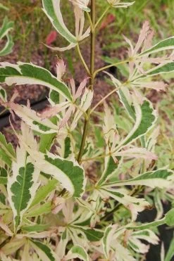 Hana Tsukasa Japanese Maple - 3 Gallon Pot (4-5') -Garden & Outdoor Sale Shop acer palmatum hana tsukasa japanese maple 3 1