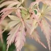 Hana Tsukasa Japanese Maple - 3 Gallon Pot (4-5') -Garden & Outdoor Sale Shop acer palmatum hana tsukasa japanese maple 4 1