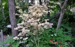 Hana Tsukasa Japanese Maple - 3 Gallon Pot (4-5') -Garden & Outdoor Sale Shop acer palmatum hana tsukasa japanese maple 7 1