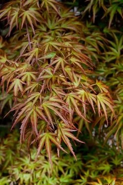 Eagle's Claw Japanese Maple - (Acer Palmatum 'Kamagata') - 5 Gallon Pot -Garden & Outdoor Sale Shop acer palmatum kamagata eagles claw japanese maple 2