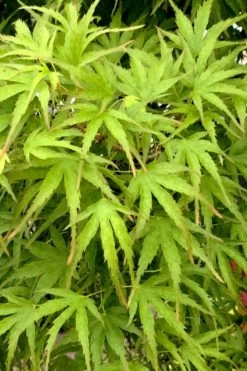 Eagle's Claw Japanese Maple - (Acer Palmatum 'Kamagata') - 5 Gallon Pot -Garden & Outdoor Sale Shop acer palmatum kamagata eagles claw japanese maple 3