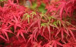 Eagle's Claw Japanese Maple - (Acer Palmatum 'Kamagata') - 5 Gallon Pot -Garden & Outdoor Sale Shop acer palmatum kamagata eagles claw japanese maple 4